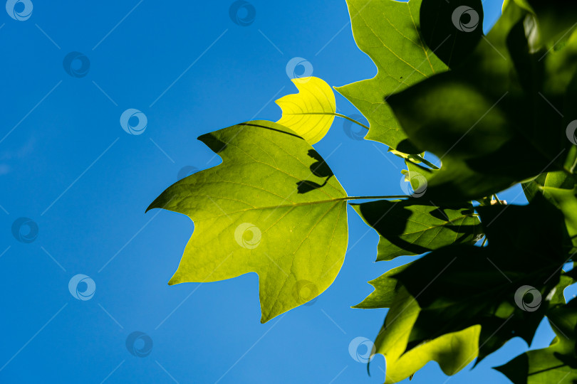 Скачать Светло-зеленые листья тюльпанного дерева на фоне голубого неба. Выборочный фокус. Ландшафтный сад. Лист в форме лиры крупным планом. Концепция природы для дизайна. фотосток Ozero