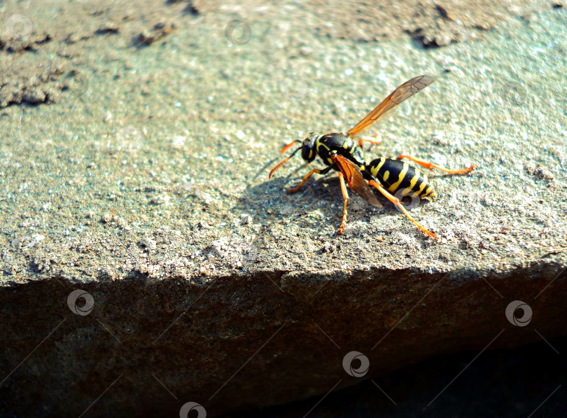 Скачать Оса насекомое полосатая крупным планом ползёт по краю камня фотосток Ozero