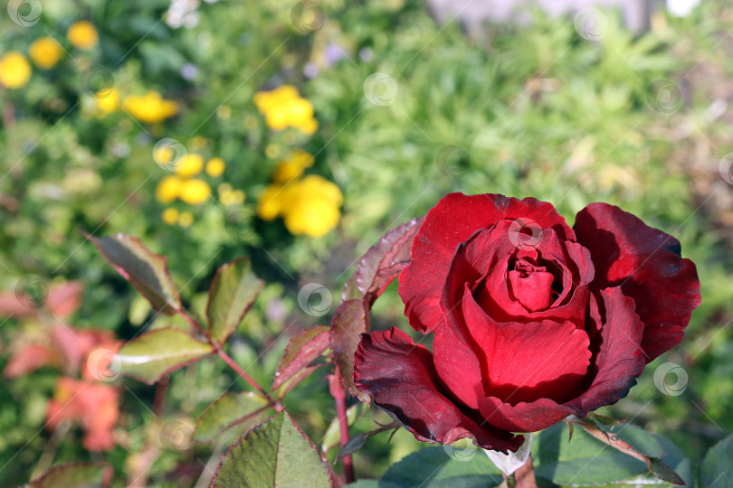 Скачать ярко-красная роза в саду на размытом фоне желтых цветов и зеленой травы фотосток Ozero