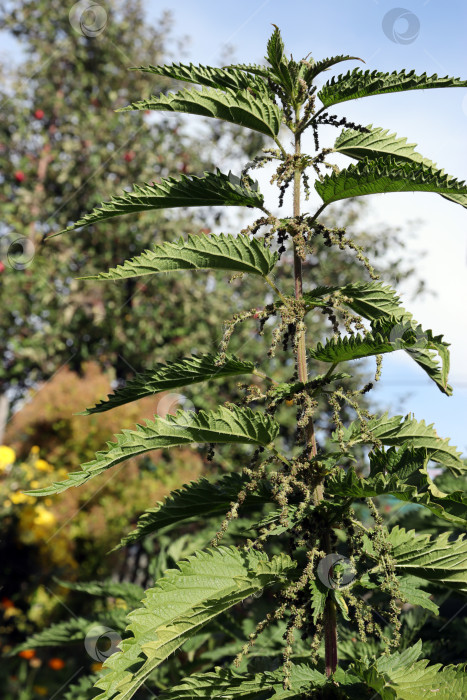 Скачать лекарственное растение - крапива жгучая (лат. Urtica dioica) фотосток Ozero