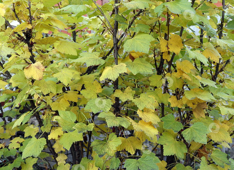 Скачать желтая листва на кусте красной смородины осенью фотосток Ozero