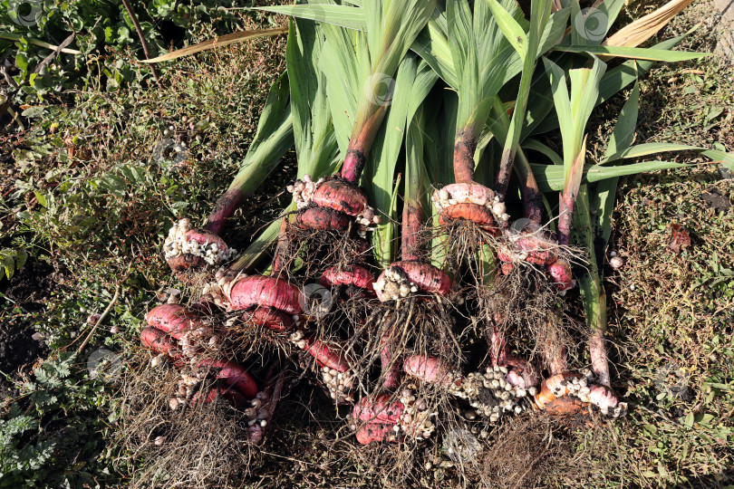 Скачать недавно выкопанные луковицы гладиолусов лежат на траве фотосток Ozero