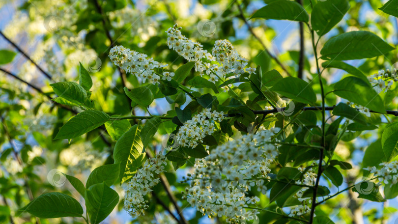 Скачать Prunus padus 'Сибирская красавица' распускается на фоне зеленых листьев. Белые цветы цветущей черемухи или первомайского дерева. Избирательный фокус. фотосток Ozero