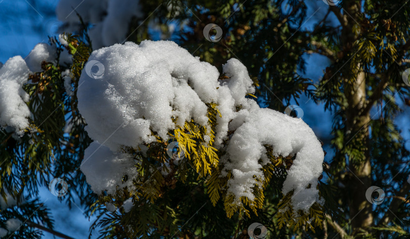 Скачать Крупный план красивых желтых листьев туи западной Aurea на ветвях, покрытых белым пушистым снегом. Выборочный фокус. Концепция природы для волшебной темы Нового года и Рождества фотосток Ozero