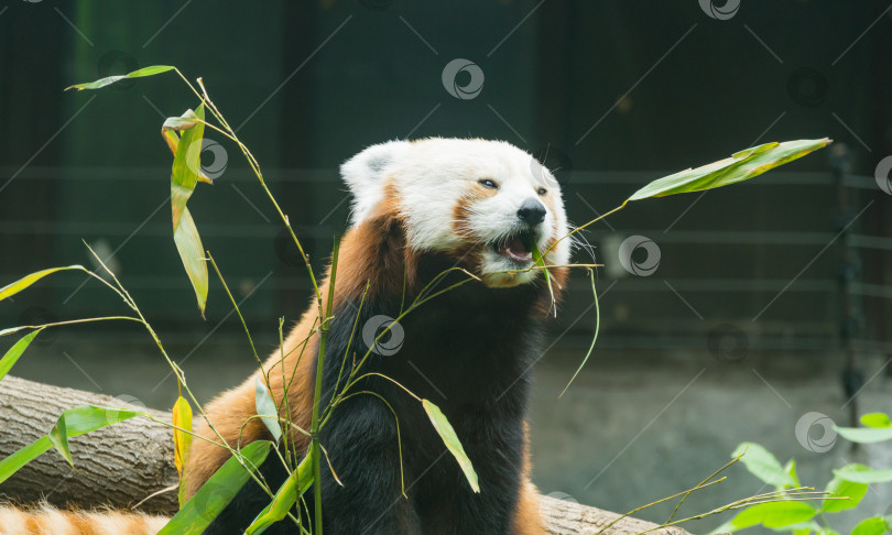 Скачать Красная панда (Ailurus fulgens) сидит и ест листья бамбука. Портрет милого пушистого медведя крупным планом в Московском зоопарке. фотосток Ozero