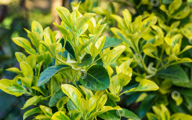 Скачать Euonymus japonicus Aureo-Marginata с пестрыми зелено-желтыми листьями на размытом зеленом фоне. Элегантный фон для естественного дизайна. Выборочный мягкий фокус, место для текста. фотосток Ozero