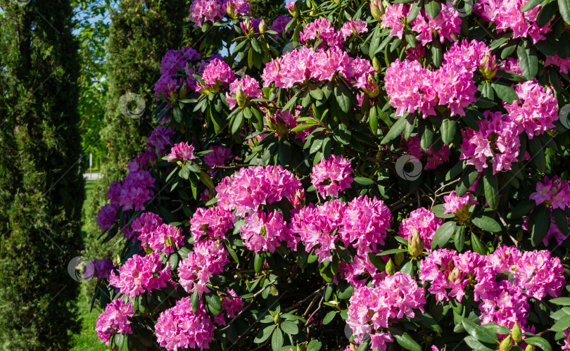 Скачать Рододендрон 'Roseum Elegans' (гибрид catawbiense) розово-фиолетовыми цветами распускается в общественном ландшафтном городском парке "Краснодарский" или "Галицкий". фотосток Ozero