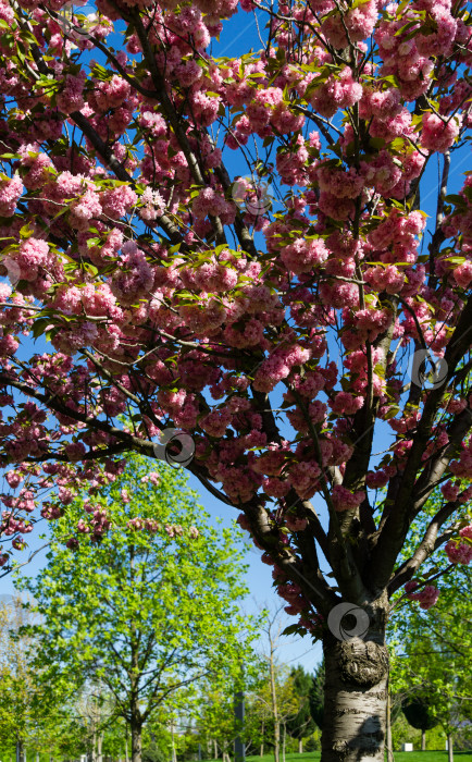 Скачать Дерево Prunus 'Kanzan' (Prunus serrulata или Prunus lannesiana) с розовыми цветами в городском парке Краснодара. Парк Галицкого весной 2021 года. Цветы японской вишни. Селективный фокус фотосток Ozero