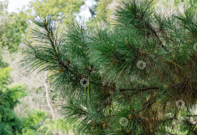 Скачать Крупный план длинных зеленых иголок итальянской каменной сосны (Pinus pinea), зонтичной сосны в солнечный весенний день в дендрарии Парка южных культур в Сириусе (Адлер). фотосток Ozero