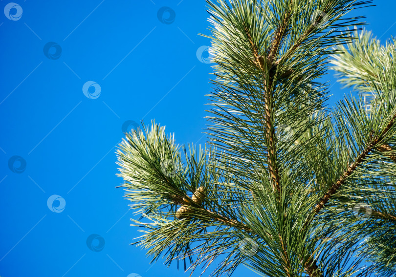 Скачать Молодые зеленые шишки на ветке австрийской сосны (Pinus 'Nigra'). Роскошная черная сосна с длинными иглами на фоне голубого неба. Природная концепция дизайна с пространством для копирования. Выборочный акцент на переднем плане фотосток Ozero