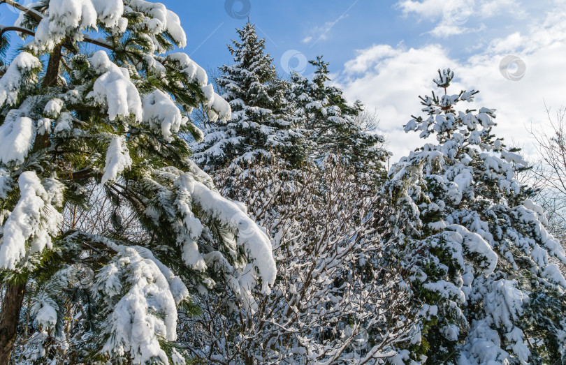 Скачать Зимняя сказка в саду. Спокойная картина заснеженного сада. Австрийские и японские сосны, покрытые белым пушистым снегом. Концепция природы для волшебной тематики Нового года и Рождества фотосток Ozero
