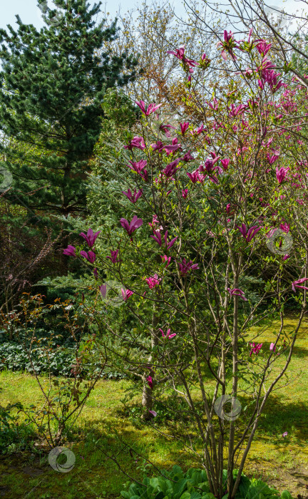 Скачать Молодое деревце магнолии Сьюзен (Magnolia liliiflora x Magnolia stellata) с крупными розовыми цветами. Красивый цветущий сад весной. Избирательный подход. Природная концепция дизайна. фотосток Ozero