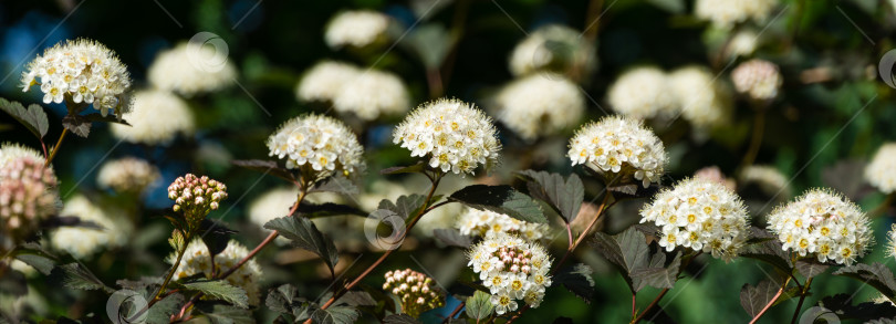 Скачать Множество белых цветов кустарника Ninebark или Physocarpus Opulifolius Diabolo с фиолетовыми листьями на темном размытом фоне. Выборочный фокус. Цветочный пейзаж, свежие обои, концепция фона природы фотосток Ozero