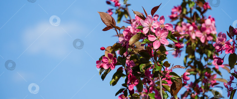 Скачать Фиолетовые цветы яблони Malus 'Makowieckiana' на фоне голубого неба. Темно-розовые цветы в весеннем саду. Абстрактный цветочный узор. Выборочный фокус. Есть место для текста фотосток Ozero