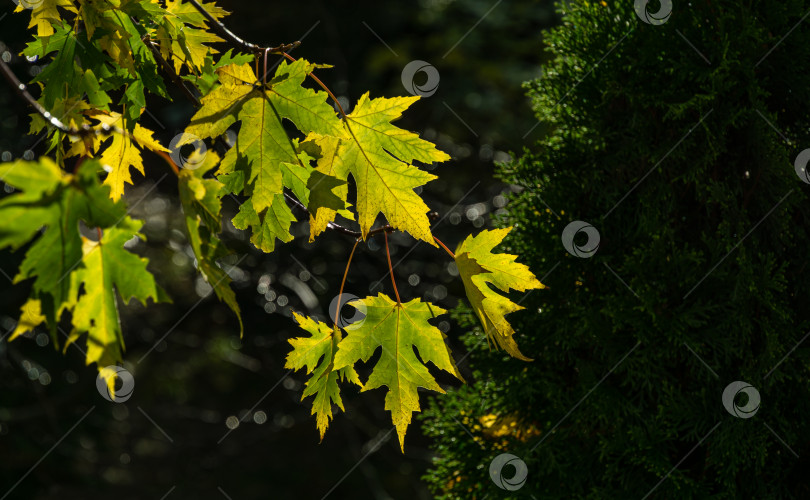 Скачать Клен Acer saccharinum с зелеными листьями на фоне солнца. Яркая листва Acer saccharinum крупным планом на фоне темной зелени. Концепция природы для любого дизайна. Выборочный фокус. Место для вашего текста фотосток Ozero