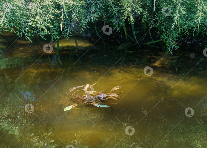 Скачать Зеленая лягушка Рана ридибунда (pelophylax ridibundus) отдыхает на листьях растения в красивом пруду. Ветви можжевельника свисают над прудом фотосток Ozero