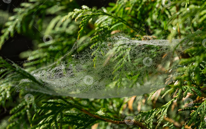 Скачать Изящная паутинка с утренней росой между зелеными ветвями туи западной, также известной как северный белый кедр. фотосток Ozero