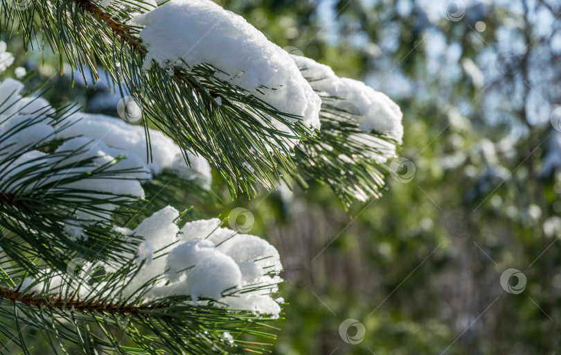 Скачать Крупный план белых красивых ветвей японской сосны Pinus parviflora Glauca, покрытых белым пушистым снегом. Выборочный фокус. Концепция природы для волшебной темы Нового года и Рождества фотосток Ozero