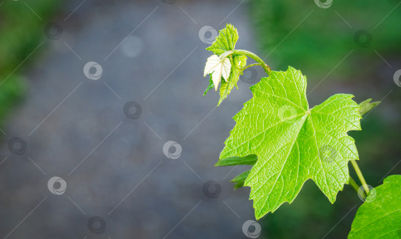 Скачать Нежные молодые ярко-зеленые листья винного винограда Изабелла (Vitis labrusca или Лисий виноград) на размытом фоне сада. Естественное освещение в саду. Выборочный фокус. Есть место для текста фотосток Ozero