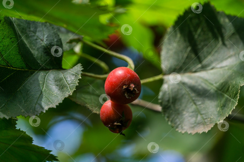 Скачать Крупные красные плоды боярышника Crataegus submollis. Выборочный крупный план спелых красных ягод боярышника на фоне зеленых листьев и длинных колючих ветвей. Свежие обои, концепция фона природы фотосток Ozero