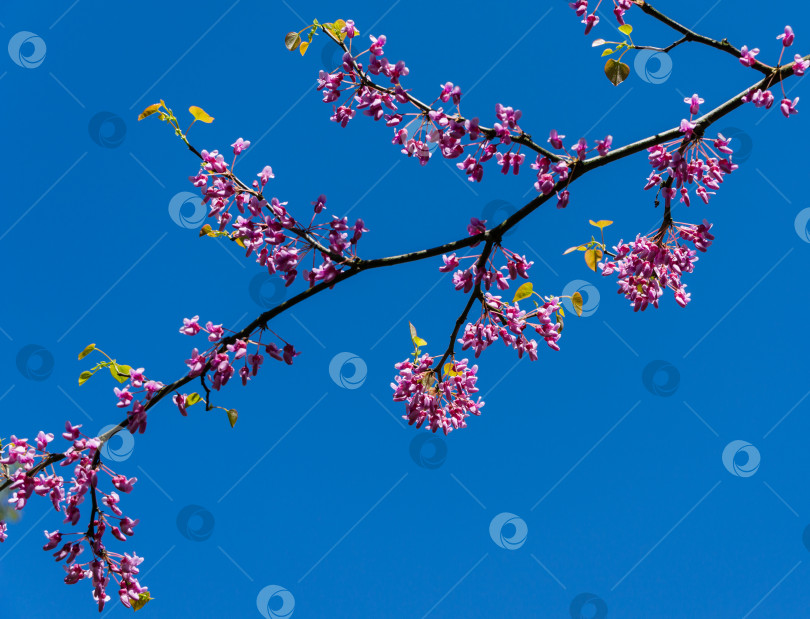 Скачать Редбад восточный, или Cercis canadensis пурпурный весенний цветок в солнечный день. Крупный план розовых цветов Иудиного дерева. Выборочный фокус. Концепция природы для дизайна. Место для вашего текста фотосток Ozero