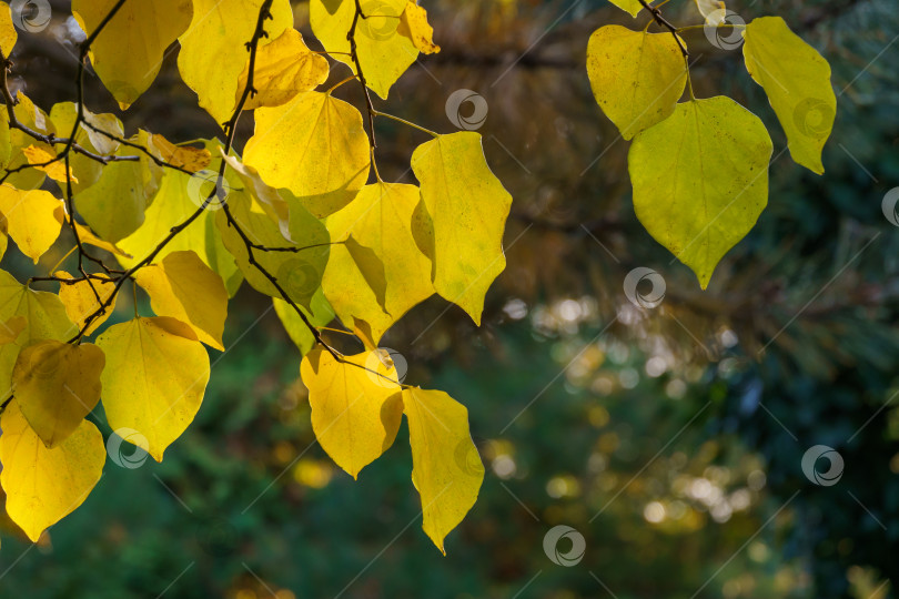 Скачать Крупный план желтых листьев красноплодки восточной, или Cercis canadensis. Золотые осенние листья иудиного дерева на размытом зеленом фоне. Выборочный фокус. Место для вашего текста фотосток Ozero