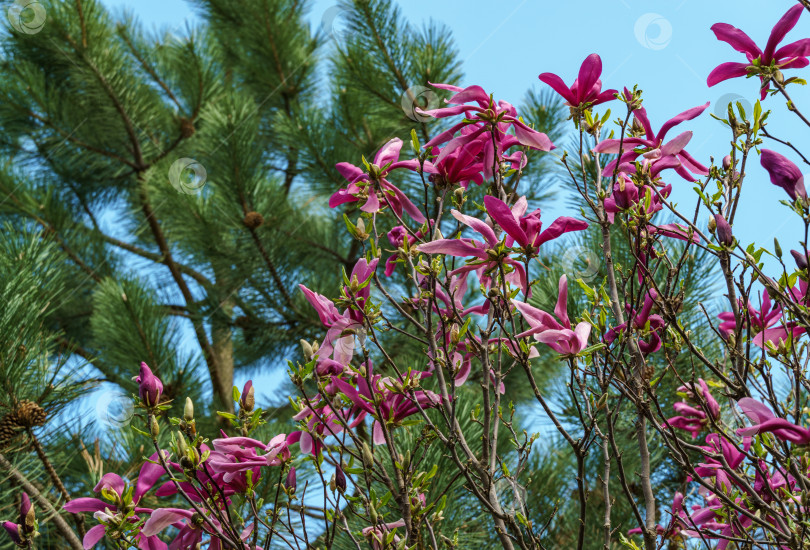 Скачать Красиво цветущая магнолия Сьюзан (Magnolia liliiflora x Magnolia stellata) с розовым цветком на фоне размытого сада. Выборочный фокус. Концепция природы для весеннего дизайна фотосток Ozero