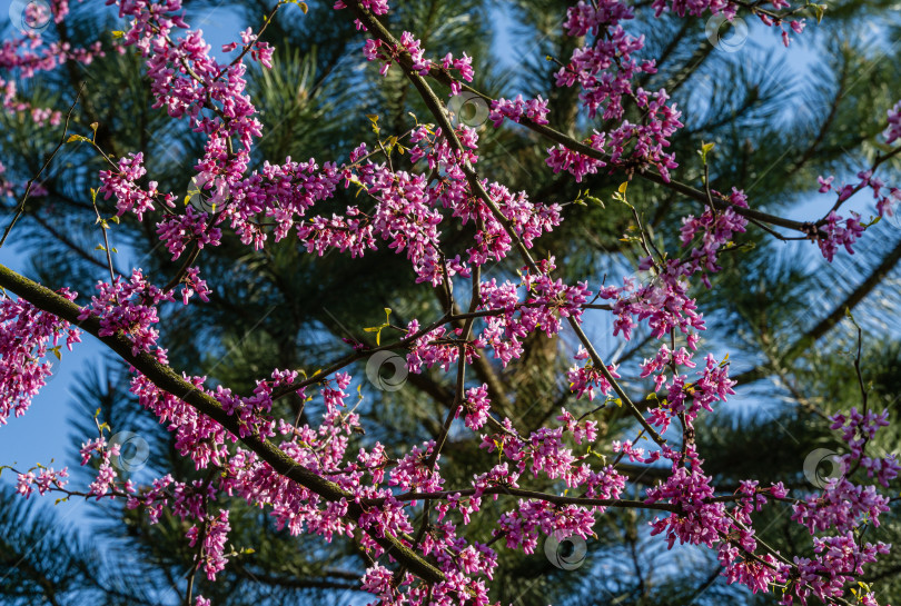 Скачать Чудо природы - фиолетовые цветы, растущие прямо из ствола дерева. Крупный план весеннего цветения красноплодки восточной, или Cercis canadensis в солнечный день. Выборочный фокус. фотосток Ozero
