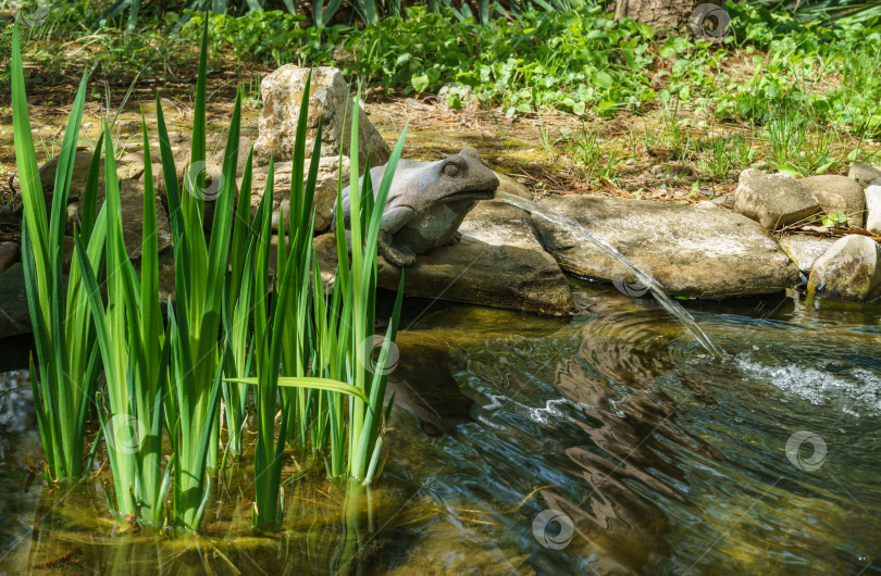 Скачать Красивый небольшой садовый пруд с фонтаном в форме лягушки и каменными берегами весной. Выборочный подход. Природная концепция дизайна фотосток Ozero