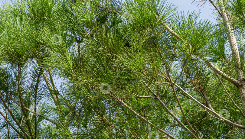 Скачать Крупным планом красивая итальянская каменная сосна (Pinus pinea) с пышной хвоей в общественном ландшафтном городском парке Краснодара или парке Галицкого солнечной осенью 2020 года фотосток Ozero