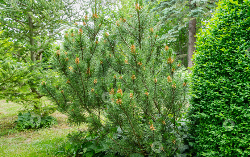 Скачать Горная сосна Pinus mugo Pumilio с красивыми молодыми побегами. Крупный план сорта карликовой горной сосны. Справа от сосны вечнозеленый самшит Buxus sempervirens. Концепция природы для дизайна. фотосток Ozero