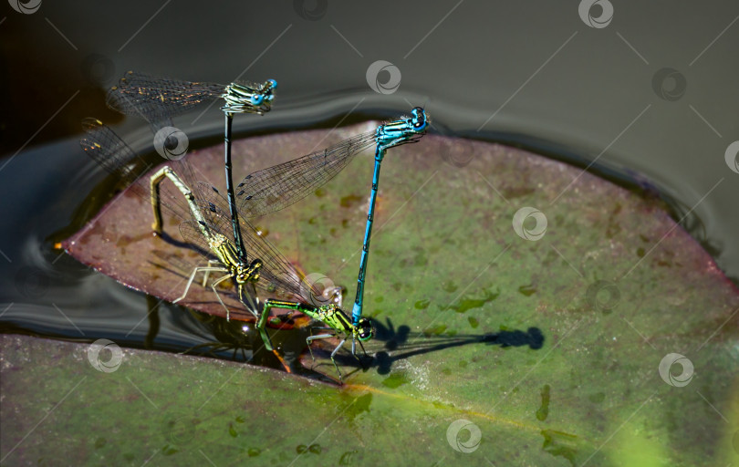 Скачать Лазоревые стрекозы (Coenagrion puella) спариваются на кувшинках в пруду. Северные стрекозы (Coenagrion hastatum) спариваются в паре слева от изображения. Голубая и зеленая стрекозы в естественной среде фотосток Ozero