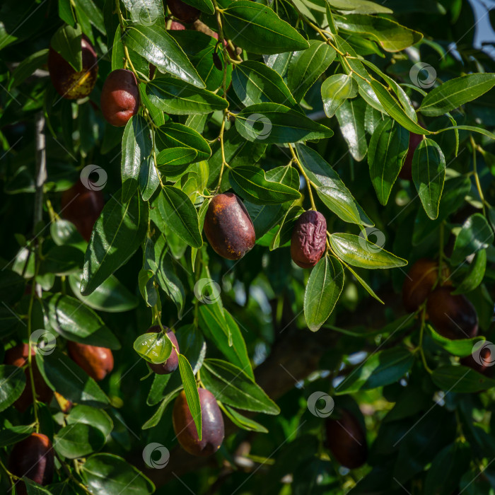 Скачать Спелые коричневые плоды зизифуса мармеладного с листьями на ветке китайского финика. Крупным планом экзотические фрукты и зеленые листья мармеладного дерева. Пейзаж, свежие обои, концепция фона природы фотосток Ozero