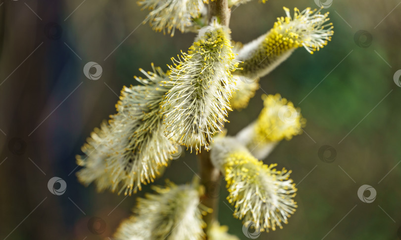 Скачать Пушистые цветущие мужские сережки Козьей ивы (Salix caprea), известной как пушистая ива или большая желтая.  Концепция дизайна от природы. фотосток Ozero