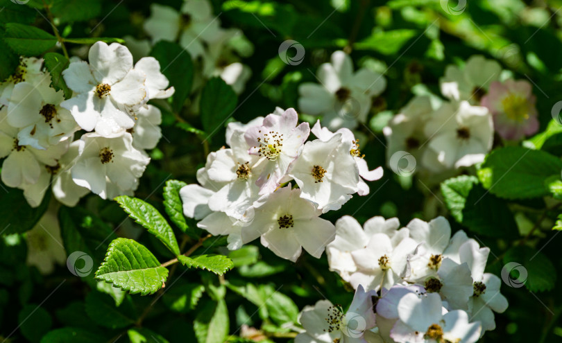 Скачать Куст белой многоцветковой розы (Rosa polyantha), также известной как Семь сестер, малышка, японская и многоцветковая роза в Адлере (Сочи). Крупный план красивого цветка на фоне весеннего и летнего цветения. фотосток Ozero