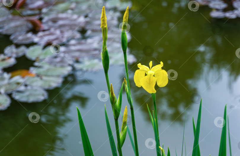 Скачать Желтый цветок Iris pseudacorus (желтый флаг, желтый ирис) на размытом фоне зеленого пруда. Выборочный снимок природы крупным планом в весеннем саду.  Пейзаж для любых обоев. Есть место для текста фотосток Ozero