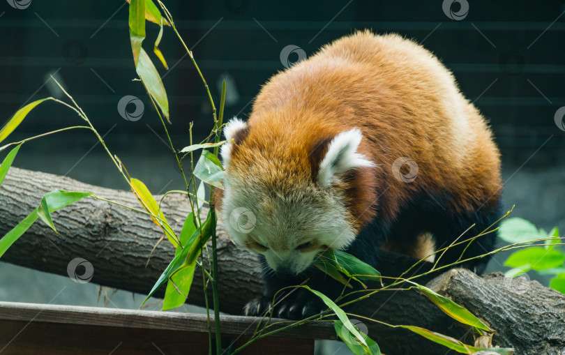 Скачать Красная панда (Ailurus fulgens) сидит и ест листья бамбука. Портрет милого пушистого медведя крупным планом в Московском зоопарке. фотосток Ozero