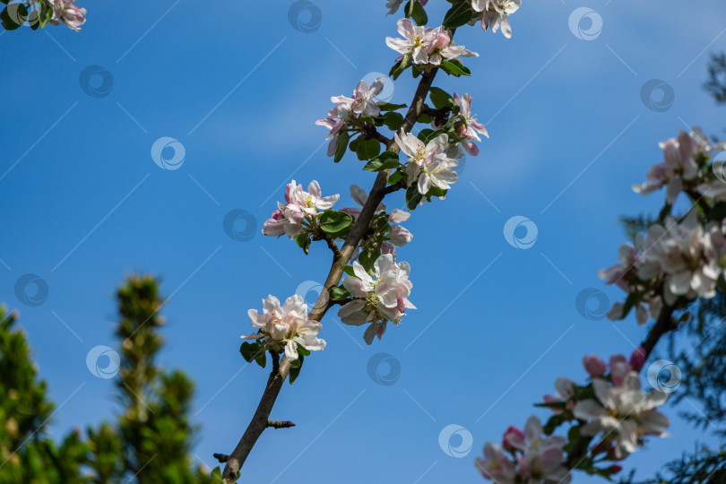 Скачать Изящная веточка яблони с нежными розовыми цветами на фоне чистого голубого неба в весеннем саду. Выборочный фокус. Есть место для вашего текста фотосток Ozero