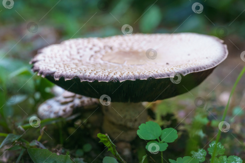 Скачать Крупный план красивого дикорастущего гриба Chlorophyllum molybdites - ложного зонтика с белой шляпкой и коричневыми крапинками. Лесной гриб обладает высокой токсичностью. фотосток Ozero