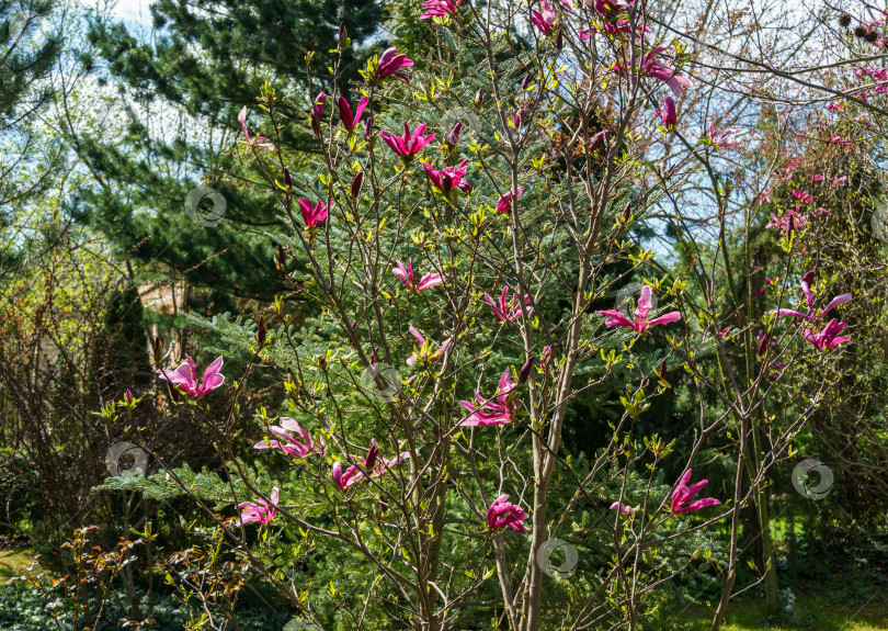 Скачать Красиво цветущая магнолия Сьюзан (Magnolia liliiflora x Magnolia stellata) с розовым цветком на фоне размытого сада. Выборочный фокус. Концепция природы для весеннего дизайна фотосток Ozero