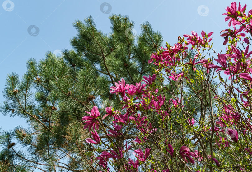 Скачать Крупные розовые цветы магнолии Сьюзан (Magnolia liliiflora x Magnolia stellata) на размытой зеленой сосне. Красивый цветущий сад весной. Выборочный фокус крупным планом. Концепция природы для дизайна. фотосток Ozero