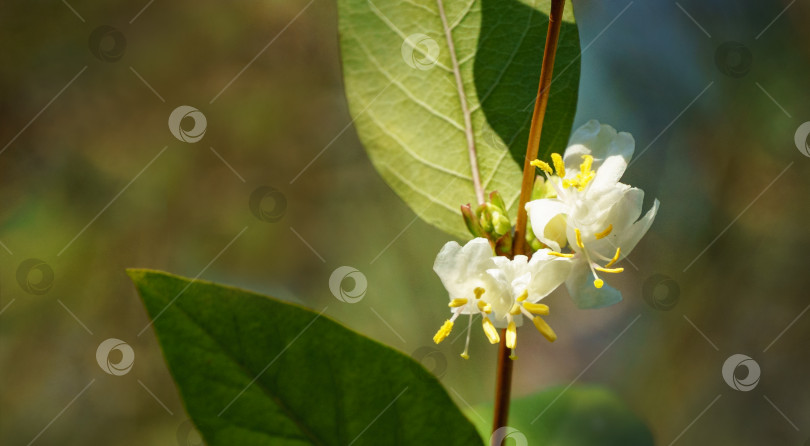 Скачать Крупный план цветущего цветка зимней жимолости Lonicera fragrantissima (standishii), или январского жасмина, китайской жимолости. Распускающийся белый цветок на размытом фоне. Естественная тема для дизайна фотосток Ozero