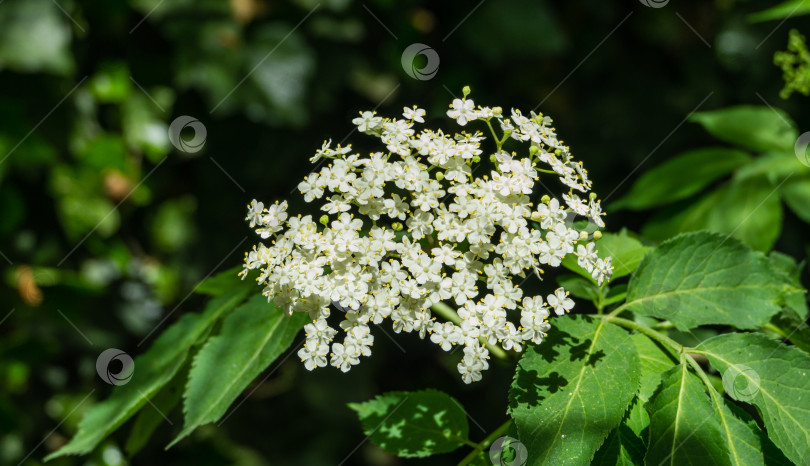 Скачать Распускаются белые цветы черного самбука (Sambucus nigra). Макрос группы нежных цветов на темно-зеленом фоне в весеннем саду. Выборочный фокус. Концепция природы для дизайна. фотосток Ozero