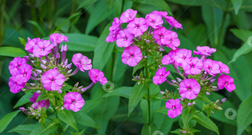 Скачать Фиолетовые пламенные цветы садового флокса (Phlox paniculata). Цветущий розовый флокс в летнем саду. Выборочный фокус крупным планом. Место для копирования фотосток Ozero