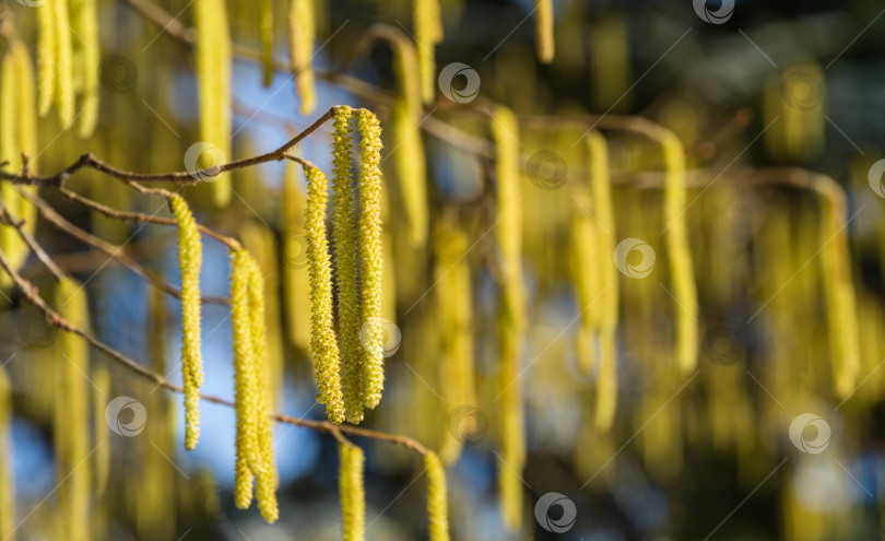 Скачать Крупный план желтых цветущих сережек лесного ореха на размытом фоне множества красивых и аллергенных сережек лещины Corylus avellana или Corylus maxima. Выборочный фокус на одиночных сережках. фотосток Ozero
