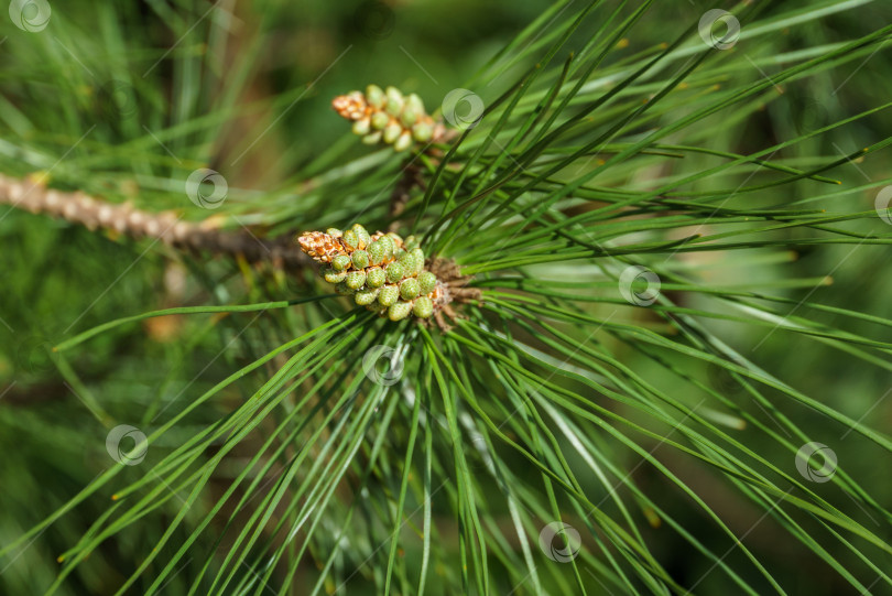 Скачать Молодые зеленые сосновые шишки среди очень длинных иголок калабрийской или турецкой сосны (Pinus brutia).  Пейзаж для любых весенних обоев. фотосток Ozero