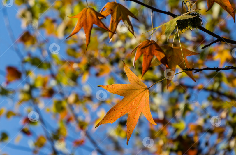 Скачать Крупный план золотистых листьев Liquidambar styraciflua, обычно называемого американской душицей (янтарное дерево), в фокусе на фоне размытых листьев. Концепция природы для дизайна фотосток Ozero