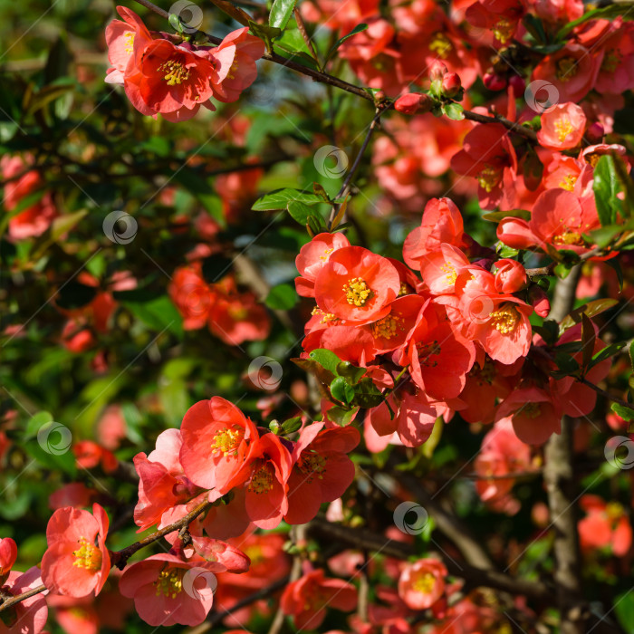 Скачать Крупный план цветущей японской айвы или Chaenomeles japonica. Множество ярко-красных цветов покрывают ветви в саду. Весенний солнечный день. Выборочный фокус. Интересная концепция природы для дизайна. фотосток Ozero