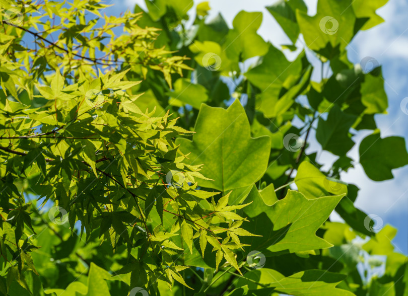 Скачать Зеленые листья японского клена Acer Palmatum на размытых листьях тюльпанного дерева (Liriodendron tulipifera), называемого Тюльпанным деревом, американским или тюльпановым тополем на заднем плане. Крупный план. Выборочный фокус. фотосток Ozero