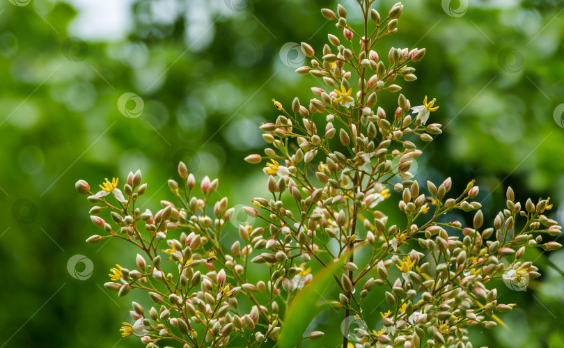 Скачать Изящный цветок священного бамбукового дерева Nandina domestica. Небесный бамбук или Нантен с бутонами и цветами в весеннем саду. Избирательный фокус. фотосток Ozero